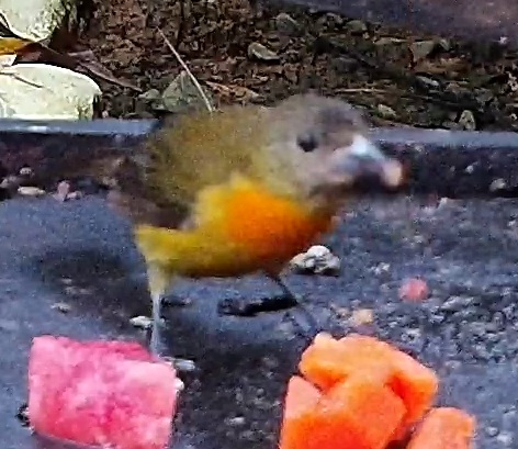 Euphonia
