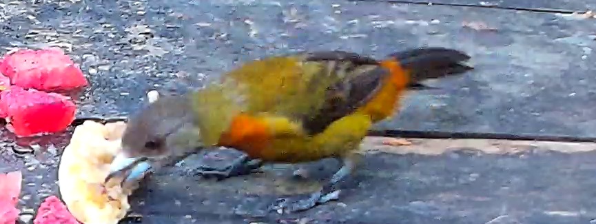 Flame-rumped Tanager