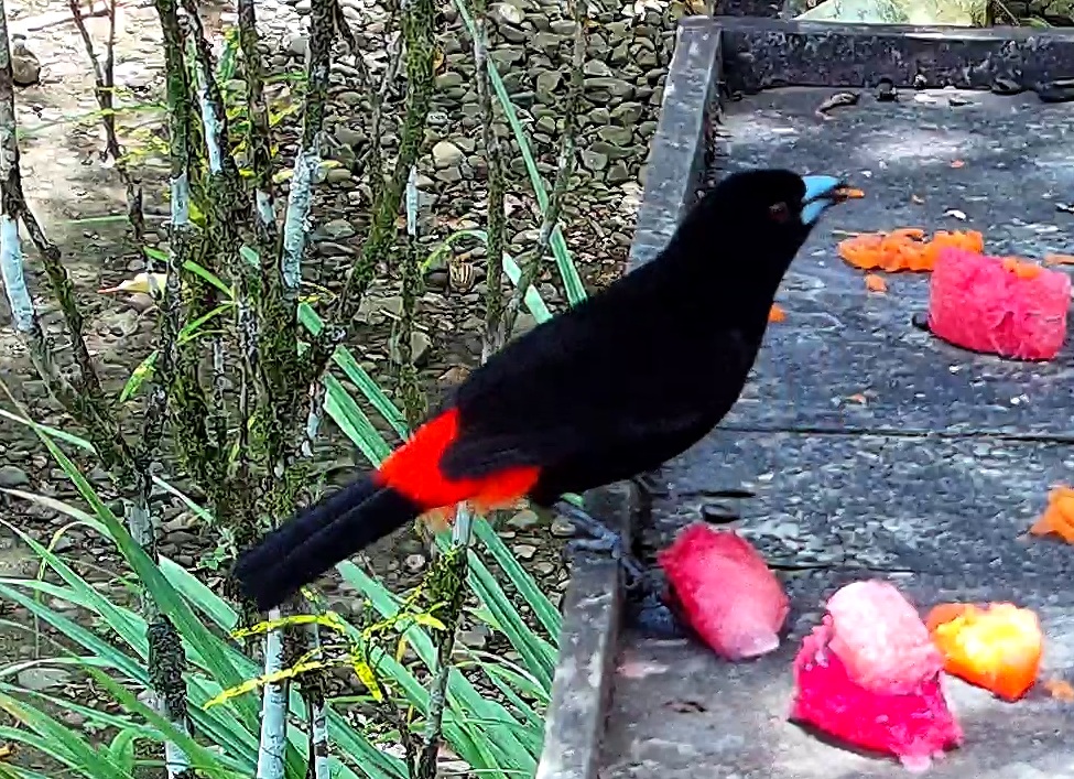 Scarlet-rumped Tanager