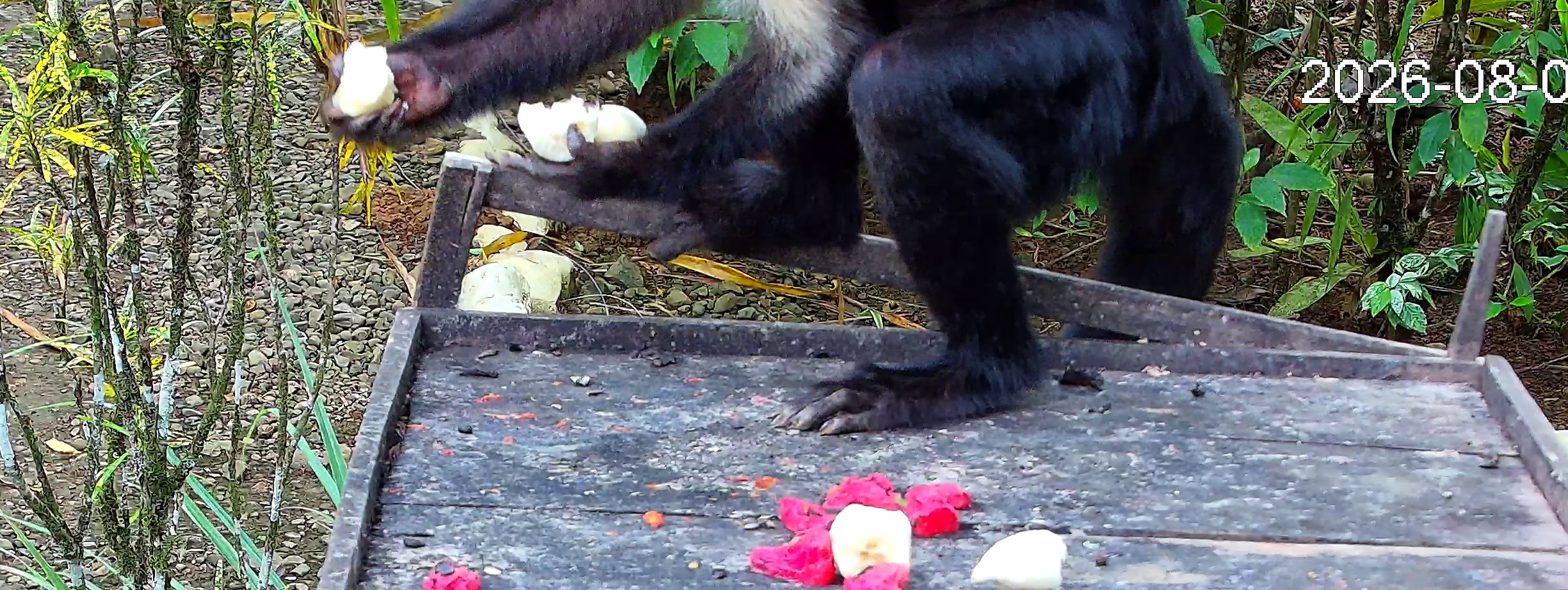 White-headed Capuchin