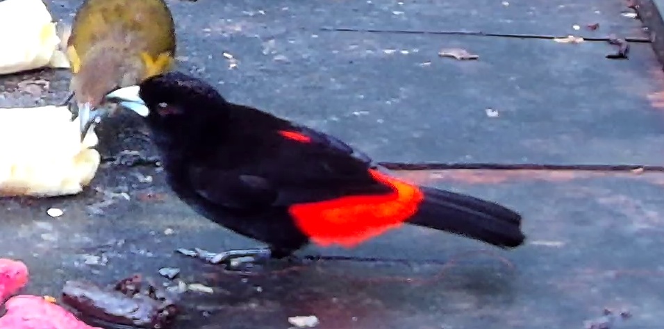 Scarlet-rumped Tanager