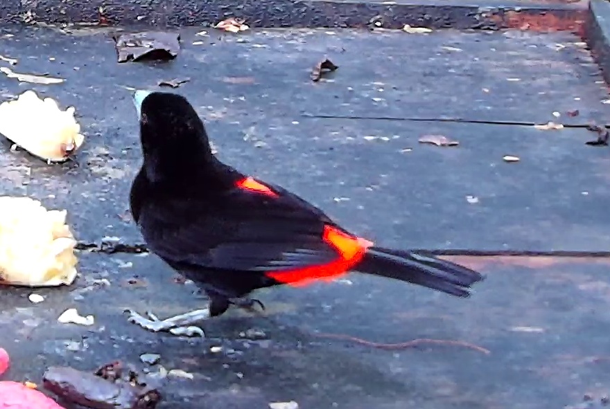 Flame-rumped Tanager