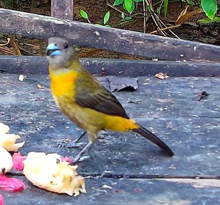 Flame-rumped Tanager