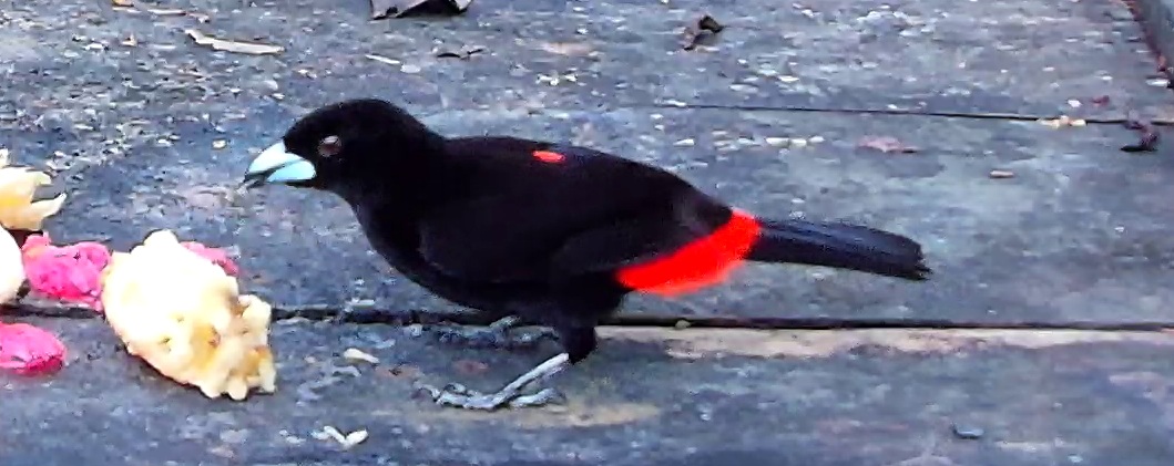 Scarlet-rumped Tanager