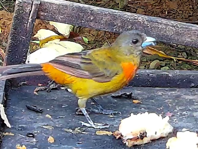 Crimson-backed Tanager