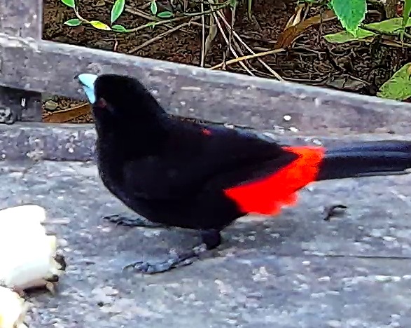 Scarlet-rumped Tanager