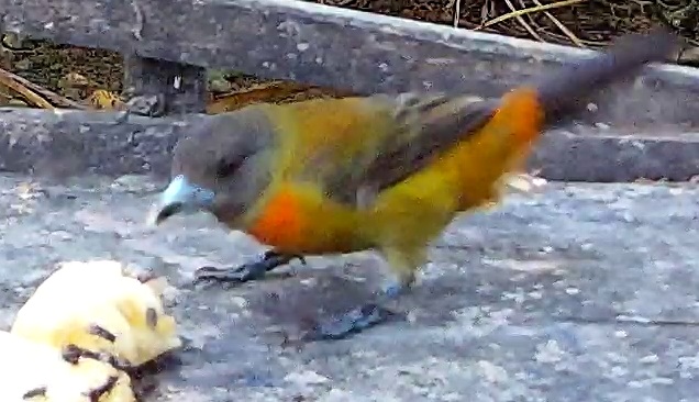 Flame-rumped Tanager