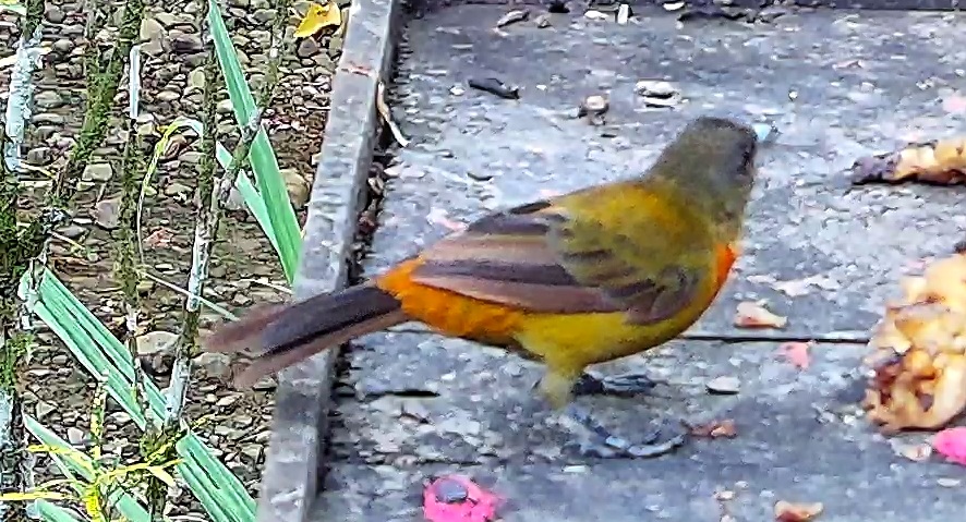 Flame-rumped Tanager