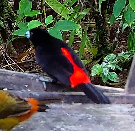 Flame-rumped Tanager