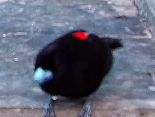 Scarlet-rumped Tanager