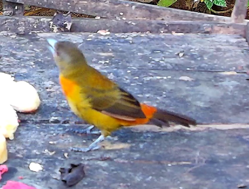 Crimson-backed Tanager