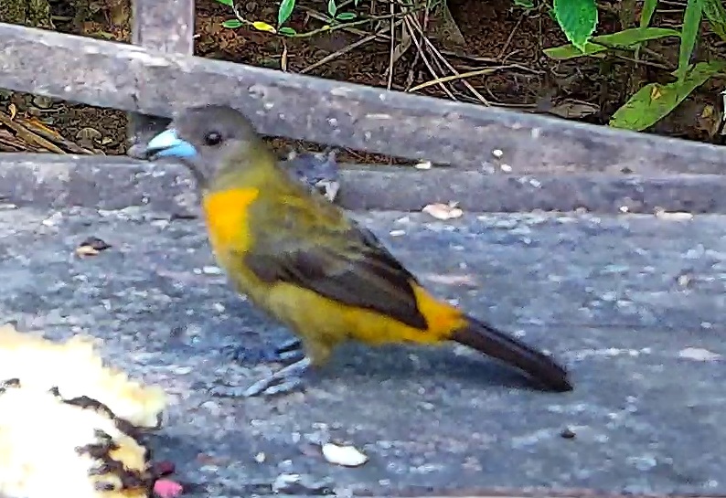 Flame-rumped Tanager