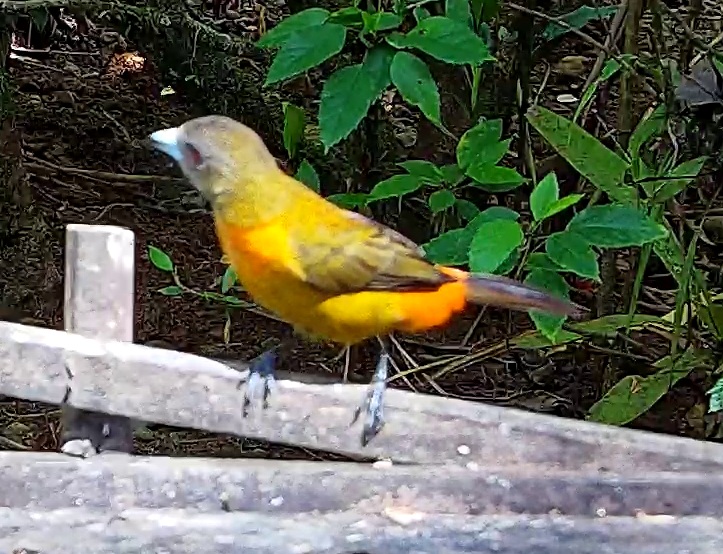 Passerini's tanager