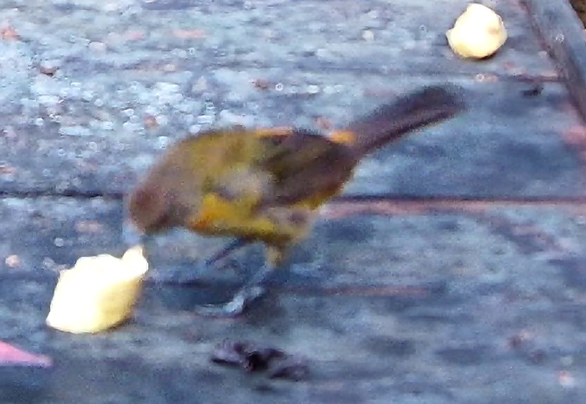 Flame-rumped Tanager
