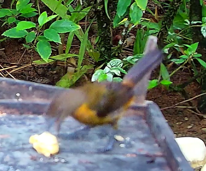 Bird