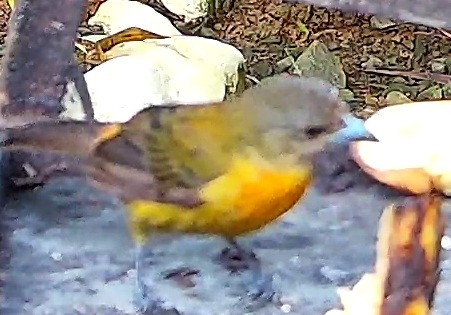Cherrie's Tanager