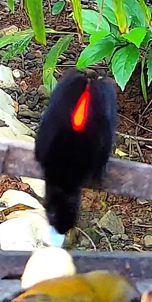 Cherrie's Tanager
