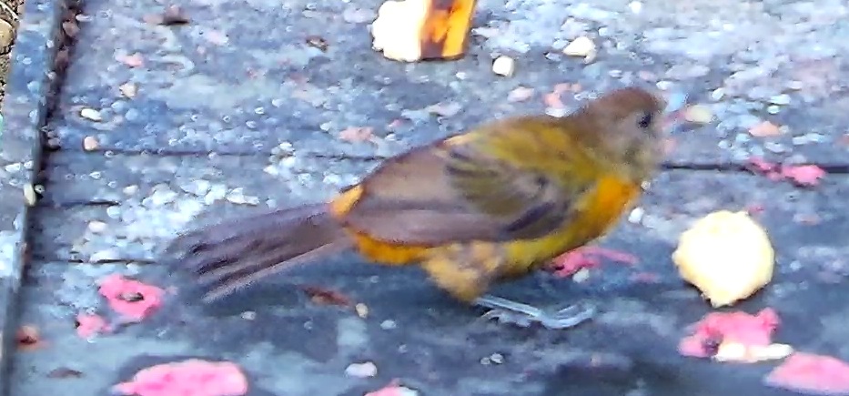 Flame-rumped Tanager