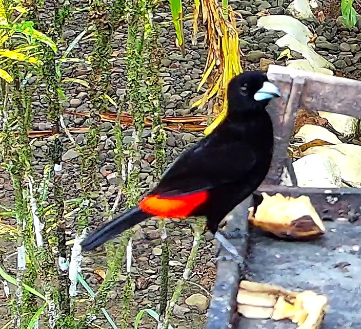 Scarlet-rumped Tanager