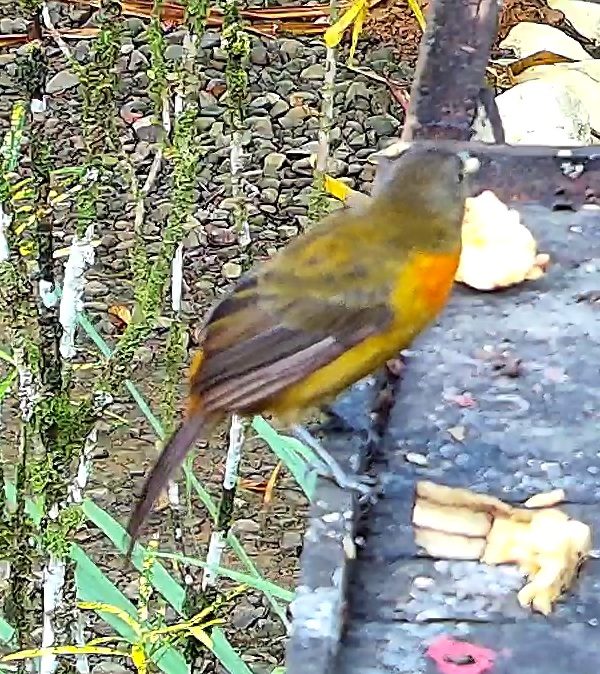 Flame-rumped Tanager