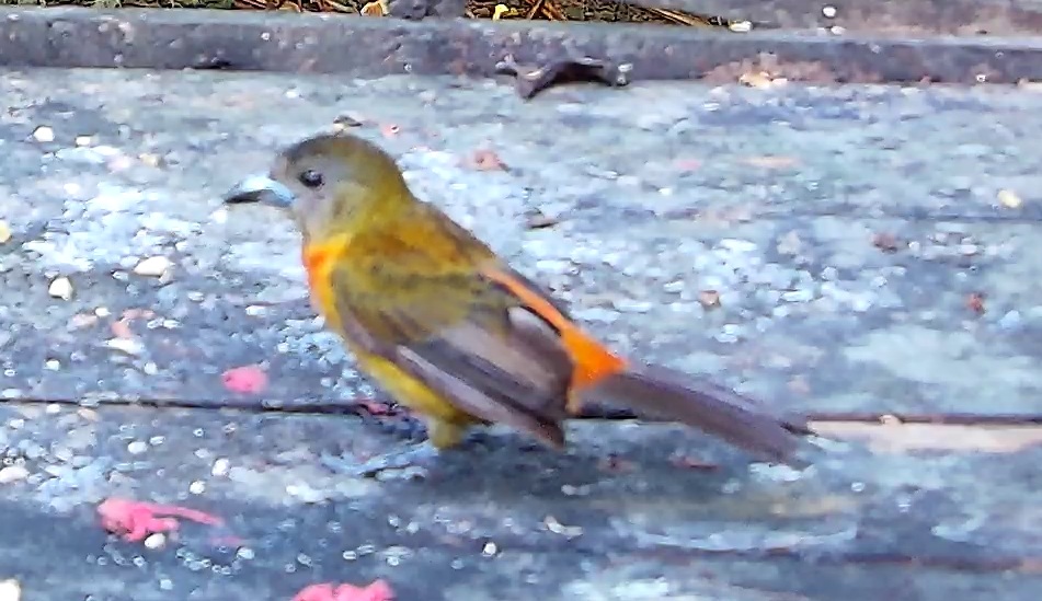 Scarlet-rumped Tanager