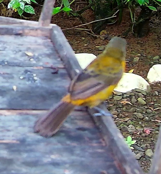 Scarlet-rumped Tanager
