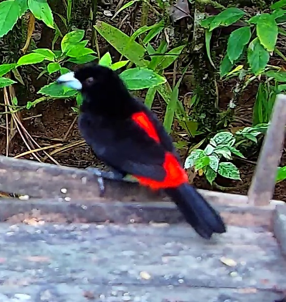 Flame-rumped Tanager