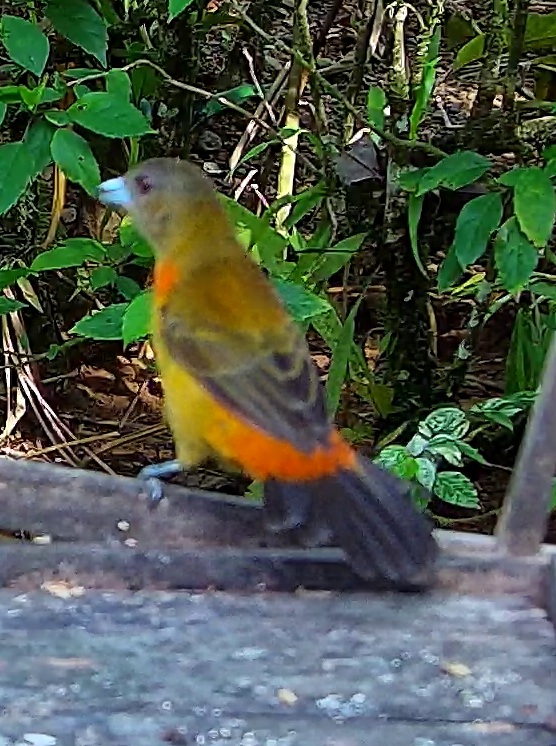 Scarlet-rumped Tanager