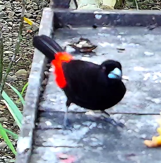 Flame-rumped Tanager