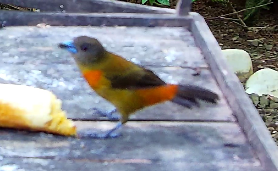 Flame-rumped Tanager