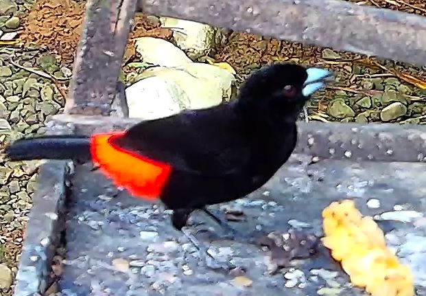 Scarlet-rumped Tanager