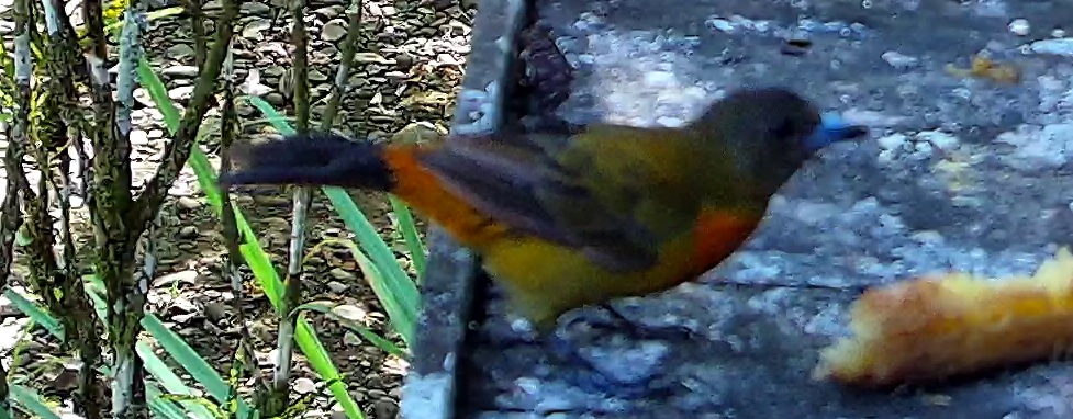 Scarlet-rumped Tanager
