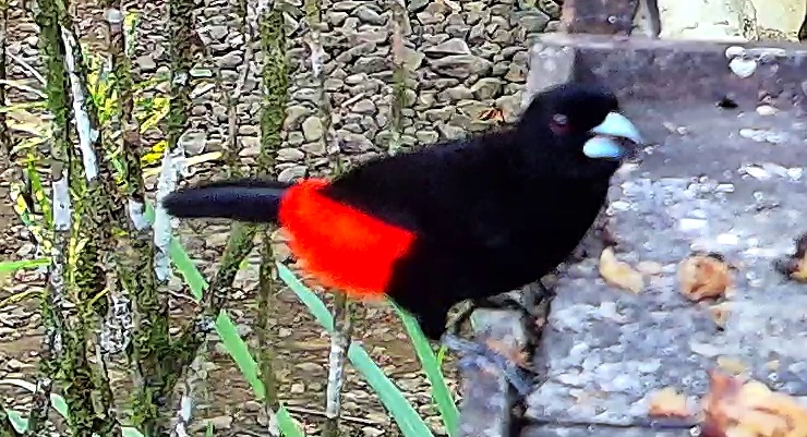 Scarlet-rumped Tanager