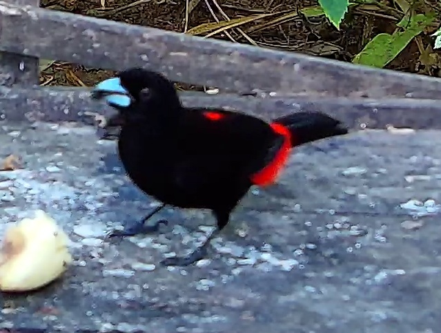 Scarlet-rumped Tanager