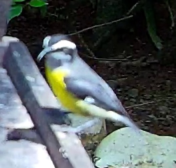 Bananaquit