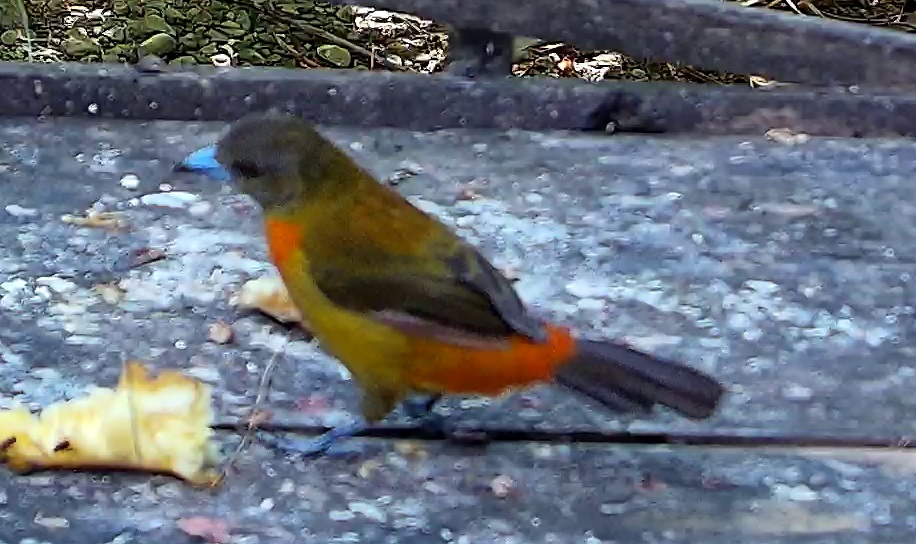 Scarlet-rumped Tanager