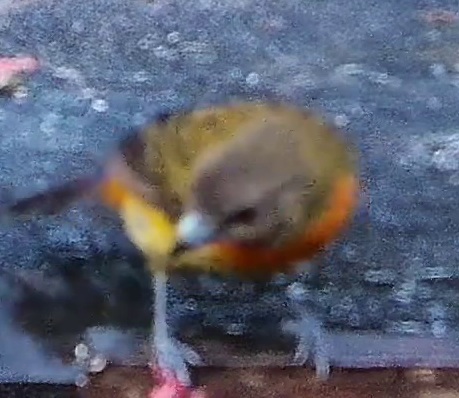 Bird