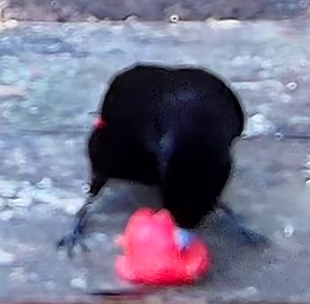 Crimson-collared tanager