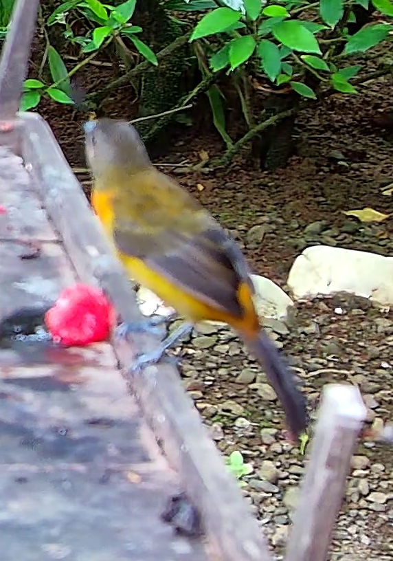 Flame-rumped Tanager