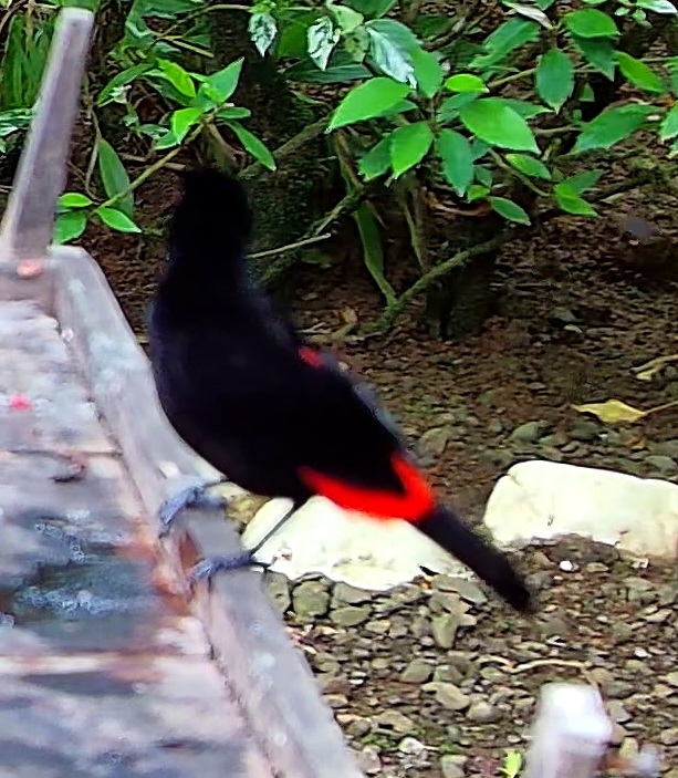 Cherrie's tanager