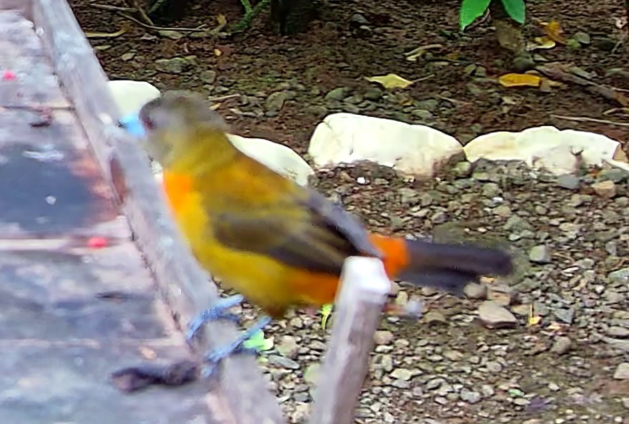 Flame-rumped Tanager