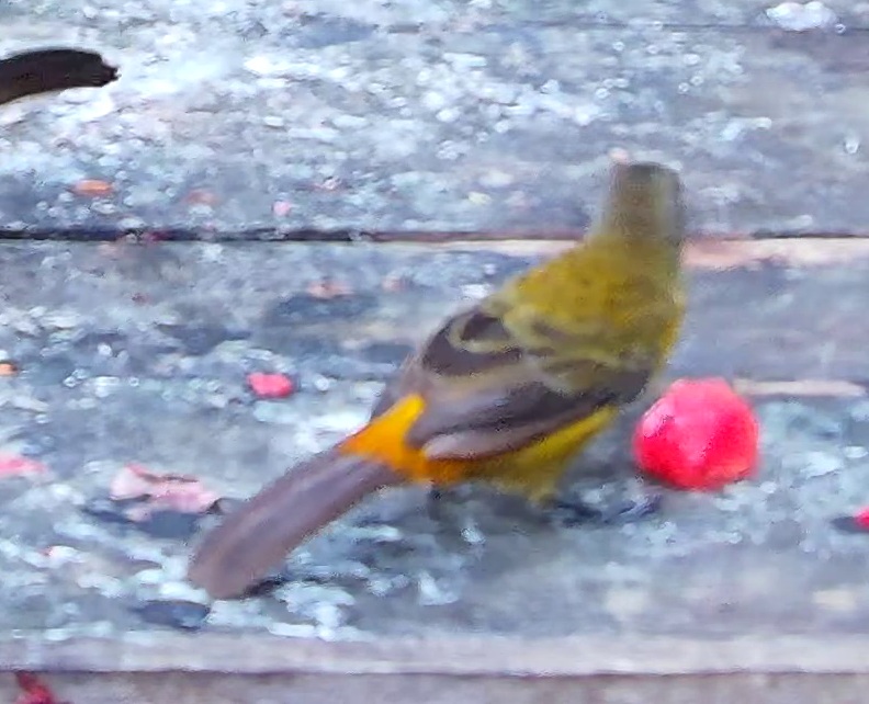 Flame-rumped Tanager