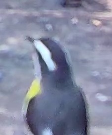 Bananaquit