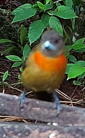 Orange-collared Manakin