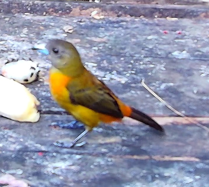 Flame-rumped Tanager