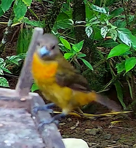 Blue-gray Tanager