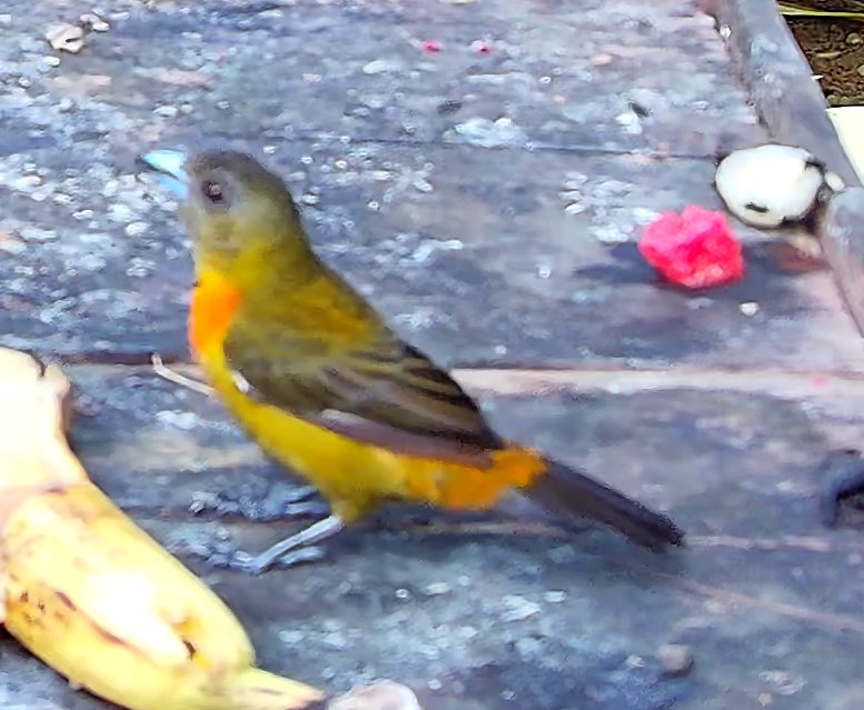 Cherrie's Tanager