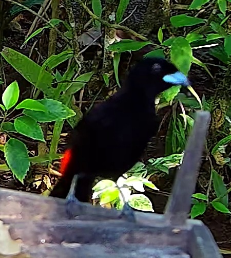 Scarlet-rumped Tanager