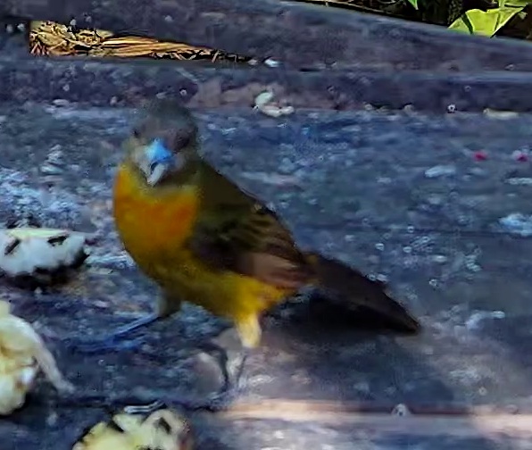 Flame-rumped Tanager