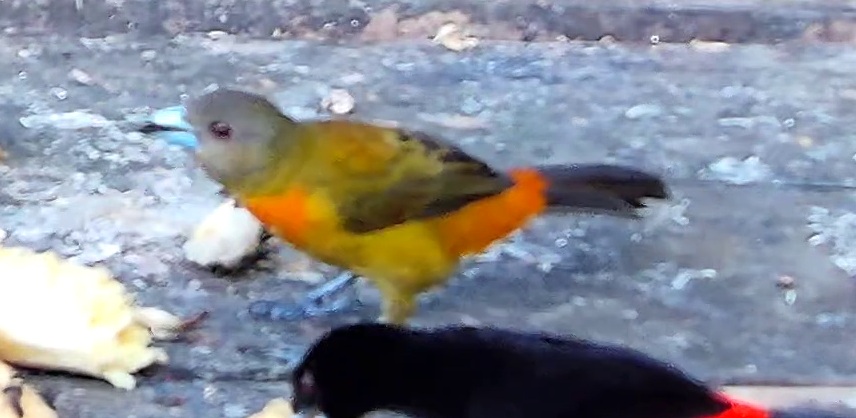 Flame-rumped Tanager